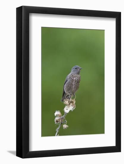 juvenile Townsend's Solitaire-David Hosking-Framed Photographic Print