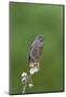 juvenile Townsend's Solitaire-David Hosking-Mounted Photographic Print