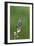 juvenile Townsend's Solitaire-David Hosking-Framed Photographic Print