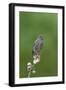 juvenile Townsend's Solitaire-David Hosking-Framed Photographic Print