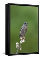 juvenile Townsend's Solitaire-David Hosking-Framed Stretched Canvas