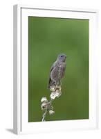 juvenile Townsend's Solitaire-David Hosking-Framed Photographic Print