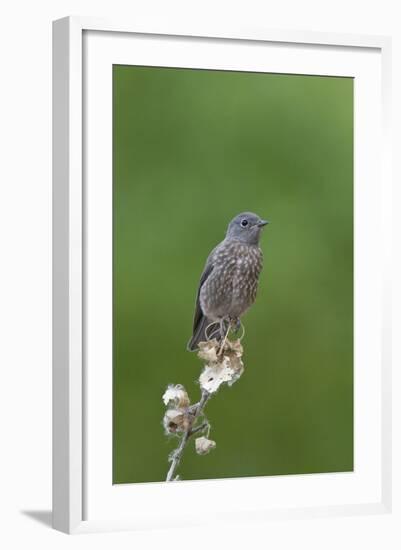 juvenile Townsend's Solitaire-David Hosking-Framed Photographic Print