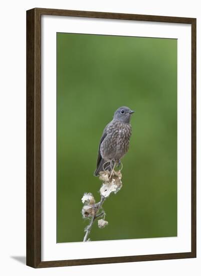 juvenile Townsend's Solitaire-David Hosking-Framed Photographic Print