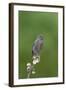 juvenile Townsend's Solitaire-David Hosking-Framed Photographic Print