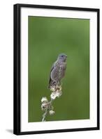 juvenile Townsend's Solitaire-David Hosking-Framed Photographic Print