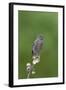 juvenile Townsend's Solitaire-David Hosking-Framed Photographic Print