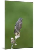 juvenile Townsend's Solitaire-David Hosking-Mounted Photographic Print