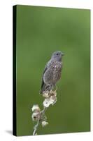 juvenile Townsend's Solitaire-David Hosking-Stretched Canvas