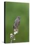 juvenile Townsend's Solitaire-David Hosking-Stretched Canvas