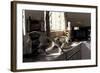 Juvenile Vervet Monkey Raids Kitchen (Chlorocebus - Cercopithecus Aethiops) Durban-Barrie Britton-Framed Photographic Print