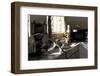 Juvenile Vervet Monkey Raids Kitchen (Chlorocebus - Cercopithecus Aethiops) Durban-Barrie Britton-Framed Photographic Print