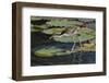 Juvenile Wattled Jacana (Jacana jacana) walking on waterlilies leaves, Manu National Park-G&M Therin-Weise-Framed Photographic Print