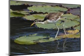 Juvenile Wattled Jacana (Jacana jacana) walking on waterlilies leaves, Manu National Park-G&M Therin-Weise-Mounted Photographic Print