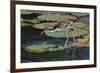 Juvenile Wattled Jacana (Jacana jacana) walking on waterlilies leaves, Manu National Park-G&M Therin-Weise-Framed Photographic Print