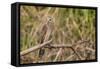 Juvenile yellow-headed caracara (Milvago chimachima), Pacaya-Samiria National Reserve, Loreto, Peru-Michael Nolan-Framed Stretched Canvas