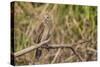 Juvenile yellow-headed caracara (Milvago chimachima), Pacaya-Samiria National Reserve, Loreto, Peru-Michael Nolan-Stretched Canvas