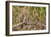 Juvenile yellow-headed caracara (Milvago chimachima), Pacaya-Samiria National Reserve, Loreto, Peru-Michael Nolan-Framed Photographic Print