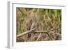 Juvenile yellow-headed caracara (Milvago chimachima), Pacaya-Samiria National Reserve, Loreto, Peru-Michael Nolan-Framed Photographic Print