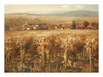 Italian Golden Vineyard-K^ Adams-Stretched Canvas