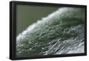 Essential Black