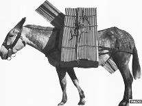 Profile of a Pack Mule-K.D. Swan-Photographic Print