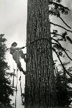 Logger Climbing Tree, ca. 1947-K.S. Brown-Framed Stretched Canvas