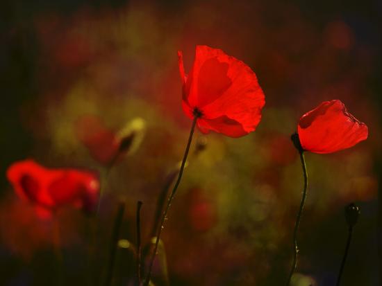 Premium Photographic Print, , large