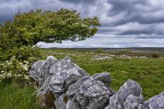 Ireland, Clare, Burren, Blooming Hawthorn in Burren Karst, Stone Wall-K. Schlierbach-Photographic Print