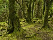 Ireland, Kerry, Mossy Houses on Torc Mountain, Killarney National Park, Ring of Kerry-K. Schlierbach-Photographic Print