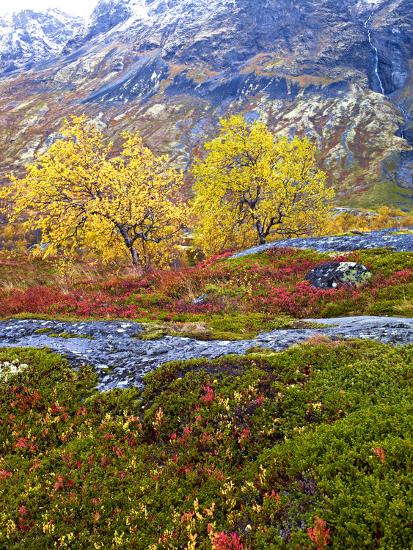 Premium Photographic Print, , large