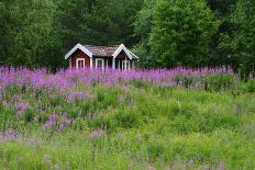 Sweden, Sweden Small House Between Pink Blooming Fireweed Midsummer Night Flowers-K. Schlierbach-Photographic Print