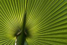 Tropical Fan Leaf, Underside-K. Schlierbach-Photographic Print