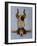 K9 Contornionist-Leah Saulnier-Framed Giclee Print