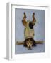 K9 Contornionist-Leah Saulnier-Framed Giclee Print