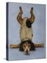 K9 Contornionist-Leah Saulnier-Stretched Canvas