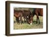 Kabardin Horse with Lick-Log on Pasturage-Zuzule-Framed Photographic Print