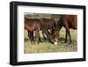 Kabardin Horse with Lick-Log on Pasturage-Zuzule-Framed Photographic Print