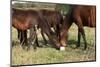 Kabardin Horse with Lick-Log on Pasturage-Zuzule-Mounted Photographic Print