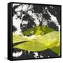 Kabu 3-David Owen Hastings-Framed Stretched Canvas