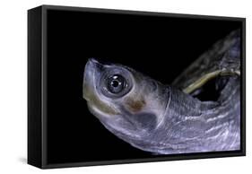 Kachuga Smithii (Brown Roofed Turtle)-Paul Starosta-Framed Stretched Canvas