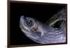 Kachuga Smithii (Brown Roofed Turtle)-Paul Starosta-Framed Photographic Print