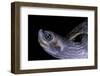 Kachuga Smithii (Brown Roofed Turtle)-Paul Starosta-Framed Photographic Print