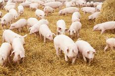 Herd of Young Piglet on Hay and Straw at Pig Breeding Farm-kadmy-Framed Photographic Print