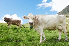 Milck Cow with Bell Grazing on Switzerland Alpine Mountains Green Grass Pasture over Blue Sky-kadmy-Laminated Photographic Print