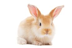 One Young Light Brown and White Spotted Rabbits with Long Ears Standing Isolated on White-kadmy-Photographic Print