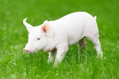 One Young Piglet on Green Grass at Pig Breeding Farm-kadmy-Laminated Photographic Print