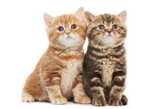 Two British Shorthair Brown and Red Kitten Cat Isolated-kadmy-Photographic Print