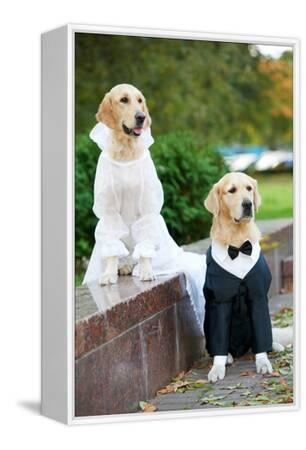 dog wedding dress golden retriever Wedding Gown Lace Dress Embroidered Chiffon Evening Dress – fit-frenchie.com main image 1