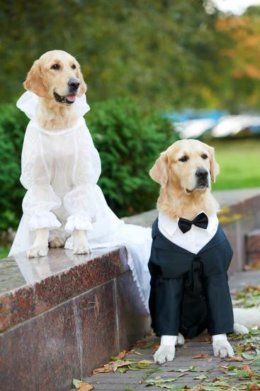 Two Golden Retriever Dogs Wedding Clothing Sitting Outdoors Photographic Print - kadmy | AllPosters.com Two Golden Retriever Dogs Wedding Clothing Sitting Outdoors Photographic Print - kadmy | AllPosters.com